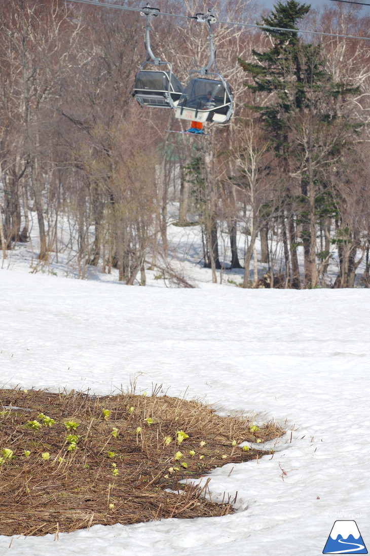 サッポロテイネ 現在積雪 215cm。山麓まで思いっきり滑れます！